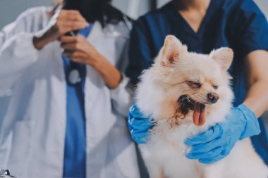 Köpek stetoskop Veteriner Kliniği tarafından kontrol veteriner eller closeup çekim