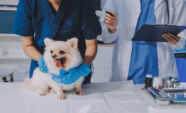 Köpek stetoskop Veteriner Kliniği tarafından kontrol veteriner eller closeup çekim