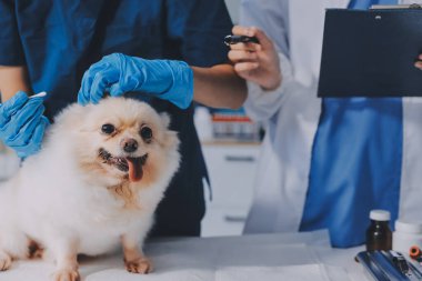 Köpek stetoskop Veteriner Kliniği tarafından kontrol veteriner eller closeup çekim