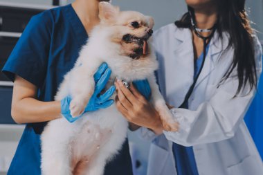 Köpek stetoskop Veteriner Kliniği tarafından kontrol veteriner eller closeup çekim