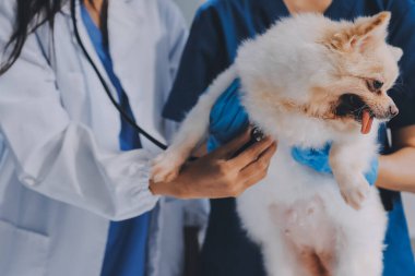 Köpek stetoskop Veteriner Kliniği tarafından kontrol veteriner eller closeup çekim