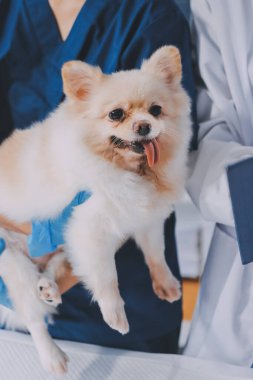 Köpek stetoskop Veteriner Kliniği tarafından kontrol veteriner eller closeup çekim