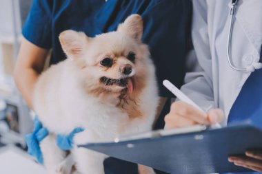 Köpek stetoskop Veteriner Kliniği tarafından kontrol veteriner eller closeup çekim