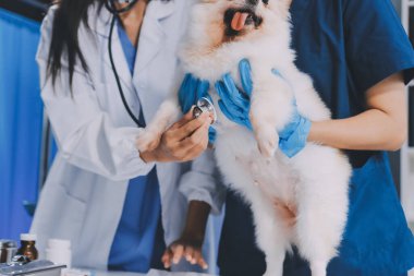 Köpek stetoskop Veteriner Kliniği tarafından kontrol veteriner eller closeup çekim