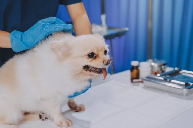 Köpek stetoskop Veteriner Kliniği tarafından kontrol veteriner eller closeup çekim