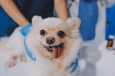 Köpek stetoskop Veteriner Kliniği tarafından kontrol veteriner eller closeup çekim