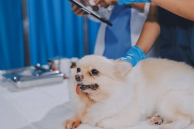 Köpek stetoskop Veteriner Kliniği tarafından kontrol veteriner eller closeup çekim