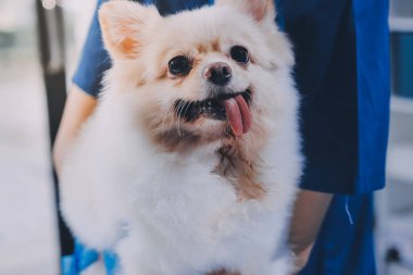 Köpek stetoskop Veteriner Kliniği tarafından kontrol veteriner eller closeup çekim