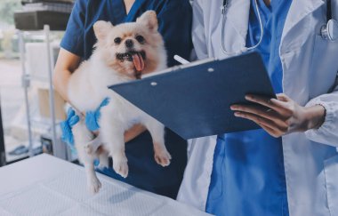 Köpek stetoskop Veteriner Kliniği tarafından kontrol veteriner eller closeup çekim