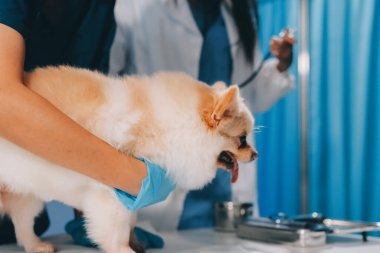 Köpek stetoskop Veteriner Kliniği tarafından kontrol veteriner eller closeup çekim