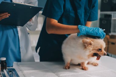 Köpek stetoskop Veteriner Kliniği tarafından kontrol veteriner eller closeup çekim
