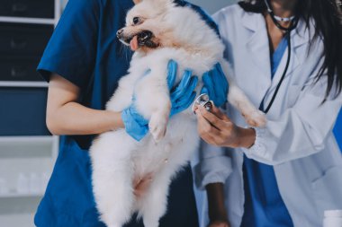 Köpek stetoskop Veteriner Kliniği tarafından kontrol veteriner eller closeup çekim