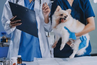 Köpek stetoskop Veteriner Kliniği tarafından kontrol veteriner eller closeup çekim