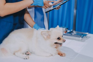 Köpek stetoskop Veteriner Kliniği tarafından kontrol veteriner eller closeup çekim