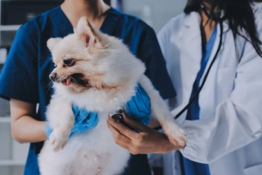 Köpek stetoskop Veteriner Kliniği tarafından kontrol veteriner eller closeup çekim