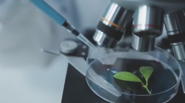 Laboratuvar arka planında yeşil bitkisi olan bilim adamı.