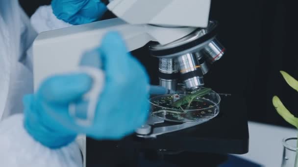 Scientist Holding Green Plant — Stock Video