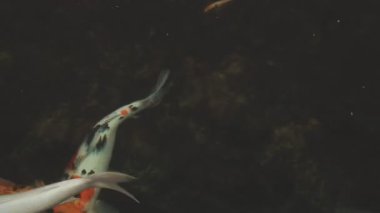 Deniz suyu balık