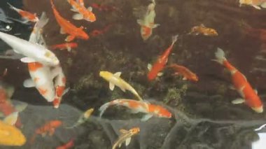 Göldeki koi balığı.