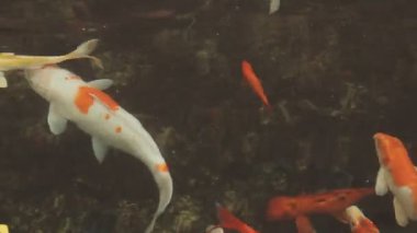 Gölde balık, koi balığı, koi balığı