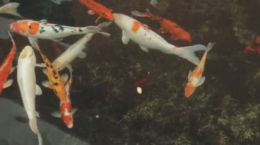 Koi balığı gölette yüzüyor.