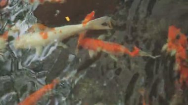 Koi balığı gölde, koi balığı suda