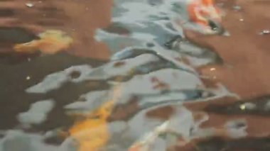 Kabarcıklı suda balık