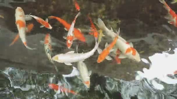 Koi Fish Swimming Water — Stock Video