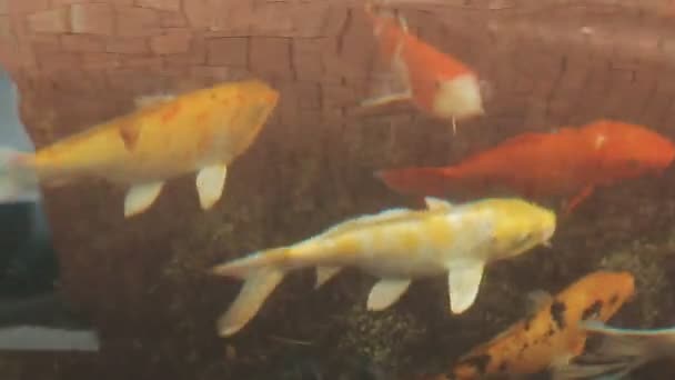 Ryby Akwarium — Wideo stockowe