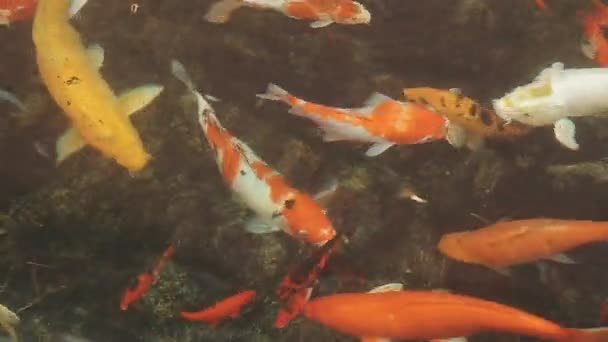 Риба Кої Ставку — стокове відео
