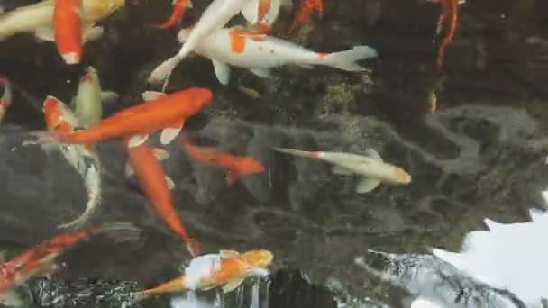 Peixes Koi Nadando Água — Vídeo de Stock