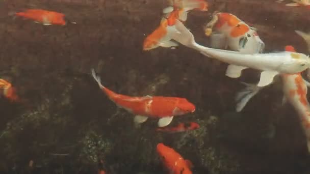 Koi Fische Teich — Stockvideo