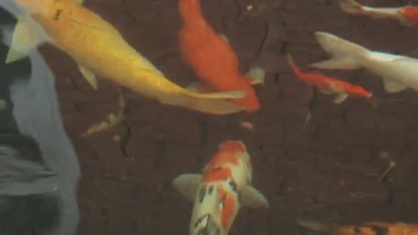 赤い魚が池で泳いでいる — ストック動画
