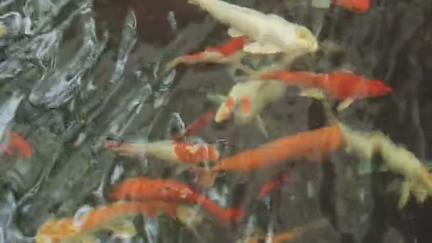 Koi Fish Pond — Stock Video