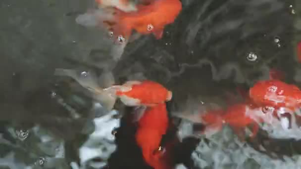 池の鯉が — ストック動画