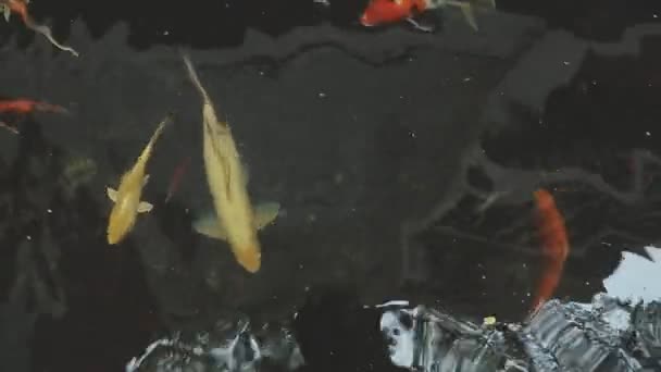 池塘里的鱼 — 图库视频影像