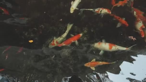 Ryby Wodzie — Wideo stockowe