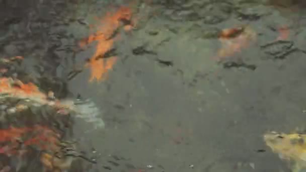 Hintergrund Der Farbenfrohen Abstrakten Wasseroberfläche — Stockvideo