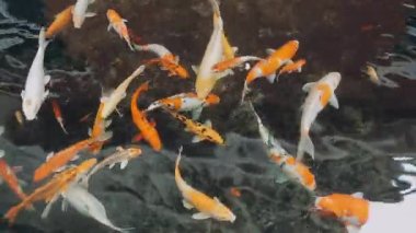 Sudaki koi balığı