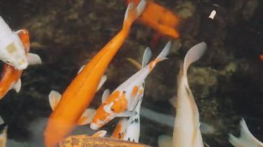 Koi balığı gölette yüzer.