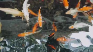 Koi balığı gölde