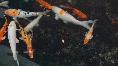 Göldeki koi balığı.