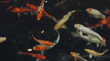 Göldeki güzel koi balığı