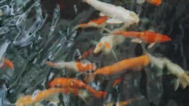 Koi balıkları havuzda