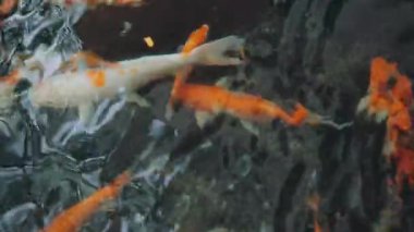 Gölde sazan balığı