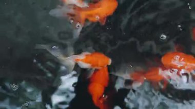 Göletteki kırmızı balık