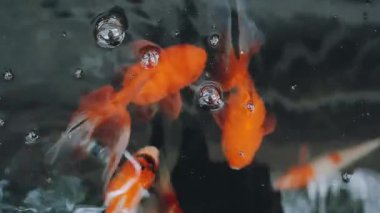 Koi sazanları gölde