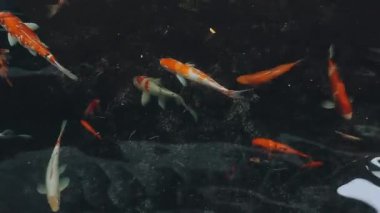 Göldeki koi balığı.