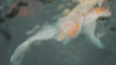 Bokeh ışıkları ile soyut arkaplan