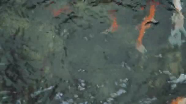 背景下的大海 — 图库视频影像